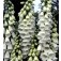 vingerhoedskruid_Digitalis_purpurea_Alba_wit