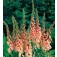 Vingerhoedkruid _Digitalis_purpurea_Apricot Delight