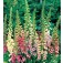  vingerhoedskruid _Digitalis_purpurea_Excelsior_mix