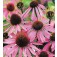 zonnehoed_Echinacea_purpurea_Bravado