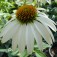 Zonnehoed_Echinacea_purpurea_White_Swan