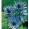 Eryngium_alpinum_Alpendistel 