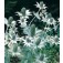 Eryngium_giganteum_Umbelliferae_ Ivoordistel