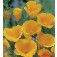 Slaapmutsje_Eschscholzia_californica_Orange_King