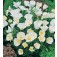 Slaapmutsje_Eschscholzia_californica_Ivory_Castle