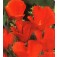 Slaapmutsje_Eschscholzia_californica_Red_Chief