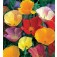 Eschscholzia_californica_enkelbloemig_mix