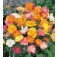 Eschscholzia_californica_dubbelbloemig_mix 