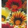 Middaggoud_Gazania_rigens_Sunshine_ mix