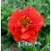 Nagelkruid _Geum_chiloense_Mrs.Bradshaw 