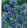 Gilia_Queen_Anne's_Thimbles