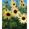 Zonnebloem_Helianthus_debilis_Vanilla_Ice