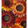 Zonnebloem_Helianthus_annuus_Evening_Sun