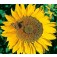 Zonnebloem_Helianthus_annuus_Titan