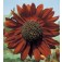 Zonnebloem_Helianthus_annuus_Velvet_Queen