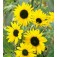 Zilverblad_Zonnebloem_Helianthus_argophyllus_Alchemy