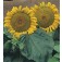 Zonnebloem_Helianthus_annuus_Sunspot