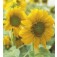 Zonnebloem_Helianthus_annuus_Zebulon