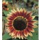 Zonnebloem_Helianthus_annuus_Florenza 