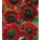 Zonnebloem_Helianthus_annuus_Red_Sun