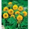 Zonnebloem_Helianthus_annuus_Teddy Bear