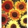 Zonnebloem_Helianthus_annuus_Autumn_Beauty