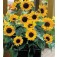 Zonnebloem_Helianthus_annuus_Baby_Face