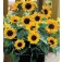 Zonnebloem_Helianthus_annuus_Baby_Face