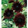 Zonnebloem_Helianthus_annuus_Black_Magic 