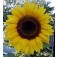 Helianthus_annuus_Giant_Single_Zonnebloem