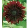 Zonnebloem_Helianthus_annuus_Moulin_Rouge