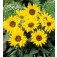 Helianthus_annuus_Pacino_Gold_Zonnebloem