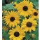 zonnebloem_Helianthus_cocumerifolius_Stella