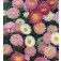 Helipterum_roseum_Giant_Mix_ strobloem