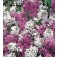 Damastbloem_Hesperis_matronalis_gemengd