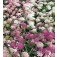 Schermscheefbloem_Iberis_umbellata_Fairy