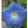 Klimmende_Winde_Ipomoea_tricolor_Heavenly_Blue