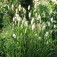 Hazenstaartje_Laguras_ovatus_Bunny_Tails