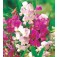 Siererwt_Lathyrus_latifolius_Everlasting_Mix