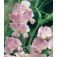 vaste_siererwt_Lathyrus_latifolius_Pink Pearl