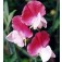 Siererwt_Lathyrus_odoratus_Painted_Lady