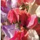 Lathyrus_odoratus_Incense_mix_Geurerwt_Siererwt