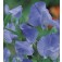 Siererwt_Lathyrus_odoratus_Capri