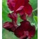 Lathyrus_odoratus_Beaujolais_wijnrood