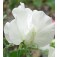 Lathyrus_odoratus_Swan_Lake_witte_siererwt