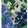 Lathyrus_odoratus_Skylark_Mix _Siererwt