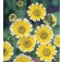 Layia_elegans_platyglossa 