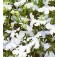 Lobelia_erinus_pendula_White_Fountain