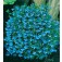 Lobelia_erinus_compacta_Cambridge