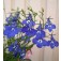 Lobelia_erinus_pendula_Sapphire
